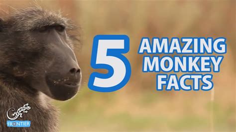 Top 5 Amazing Monkey Facts - YouTube