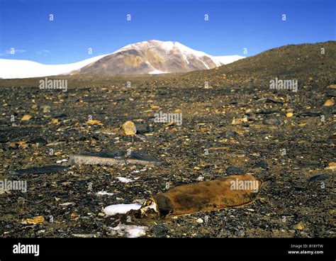 Ancient mummified seal, dry valleys, ross sea region, antarctica Stock Photo - Alamy