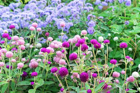 How to Plant and Grow Globe Amaranth (Gomphrena) | Gardener’s Path