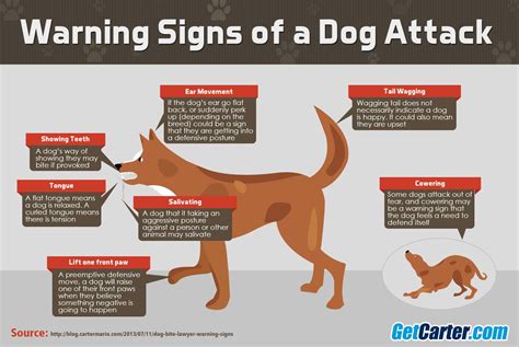 Warning Signs of a Dog Attack | Dog biting, Dog attack, Tail wagging the dog