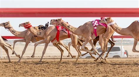 Qatar Camel Festival 2024 | Qatar Living Events