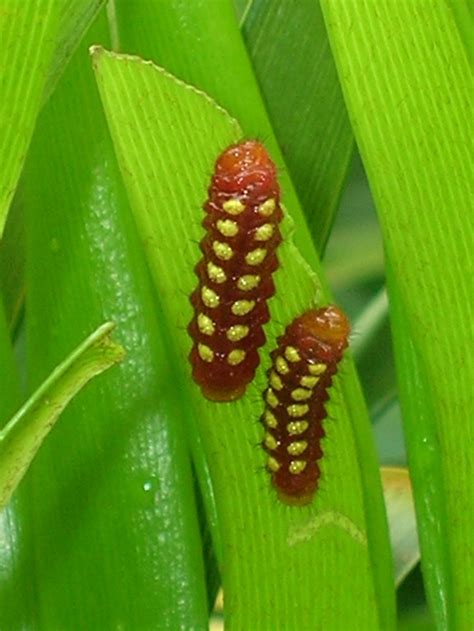 Eumaeus atala larvae on Zamia pumila (Atala Butterfly Larva on Coontie1) - Richard Lyons Nursery ...