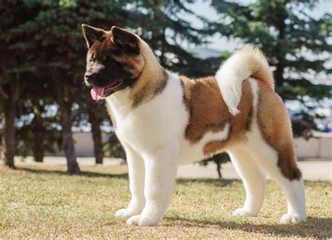 Akita Dog Breed Health and Care | PetMD