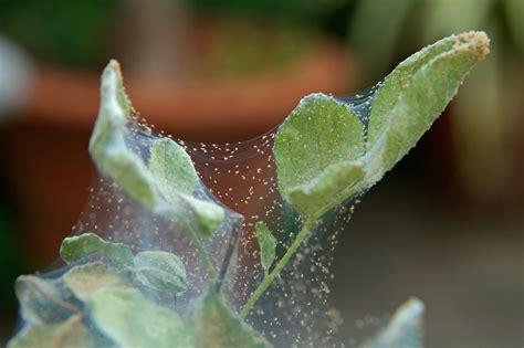 Spider Mites On Indoor Plants