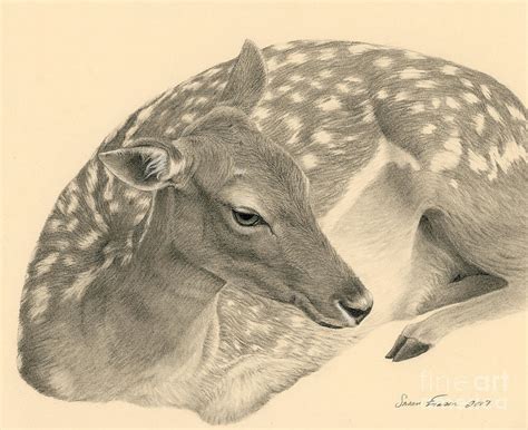 Fallow Doe Resting Drawing by Susan Fraser SCA B Sc - Fine Art America