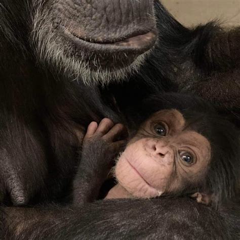 Sedgwick County Zoo reveals baby chimp’s cause of death