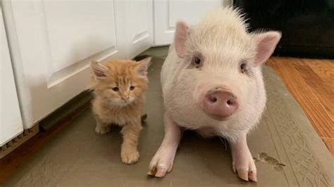 How this pig and cat became BFFs | story | Kids News