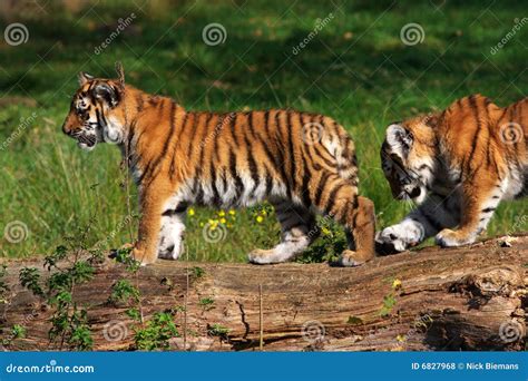 Siberian tiger cubs stock photo. Image of mammal, feline - 6827968