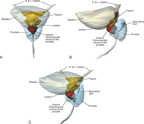 Prostate Anatomy