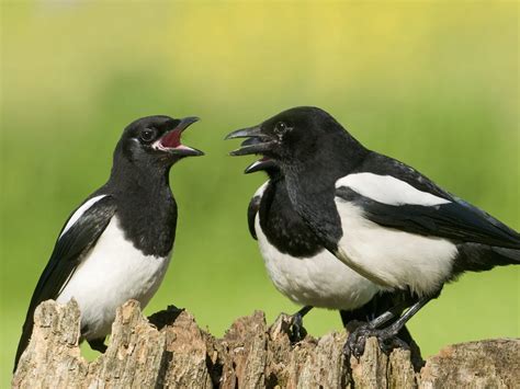 What is a Group of Magpies Called? (Complete Guide) | Birdfact