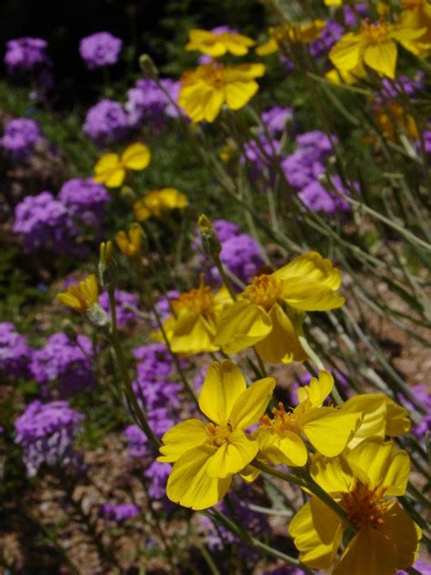 Tucson Botanical Gardens