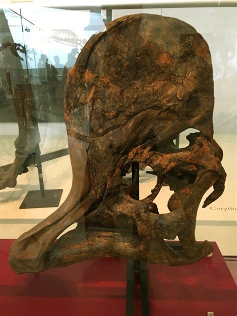 Corythosaurus Adult Skull - ZooChat