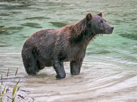 photoscope: Kodiak Bears of Katmay, Alaska