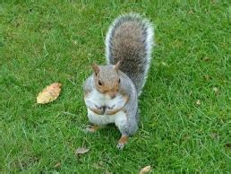 Squirrel Nesting Habits | Critter Control Triangle Raleigh NC