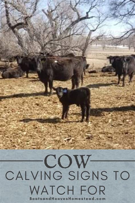 Cow Calving Stages - What to Expect When Your Cows Expecting - Boots & Hooves Homestead ...