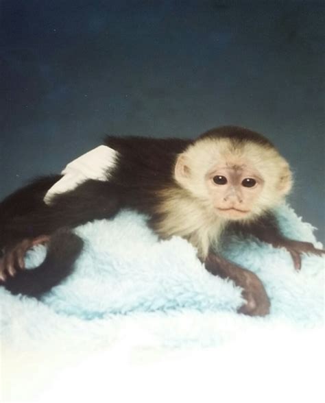 Baby Capuchin for Sale