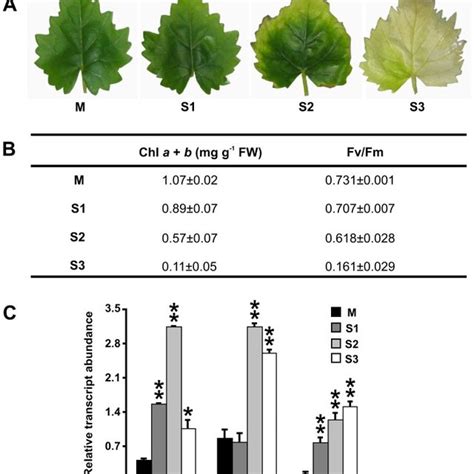 (A) Stages of leaf senescence: M (mature green leaf), S1, S2 and S3 ...