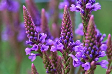 10 Health Benefits Of Blue Vervain - Home Remedies For All Kinds Of Ailments | Top 8 Home Remedies