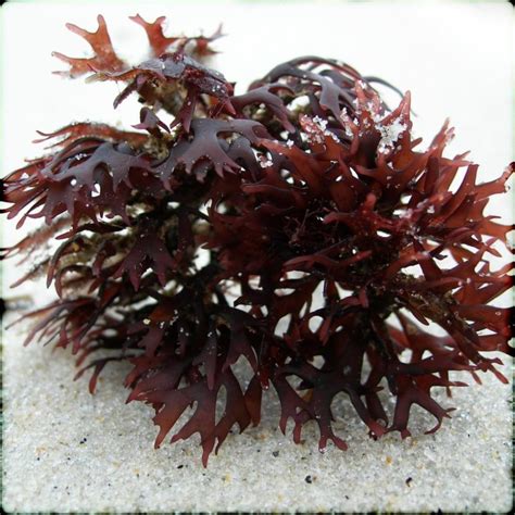 Top 4 Irish Moss benefits - HealthAndLife