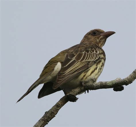 Pipit ? | BIRDS in BACKYARDS