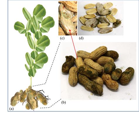 Management of Aflatoxins in Peanut | Land-Grant Press