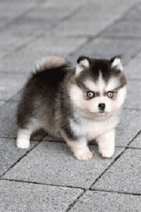 miniature pomsky for sale in 2021 | Pomsky puppies, Pomsky puppies for ...