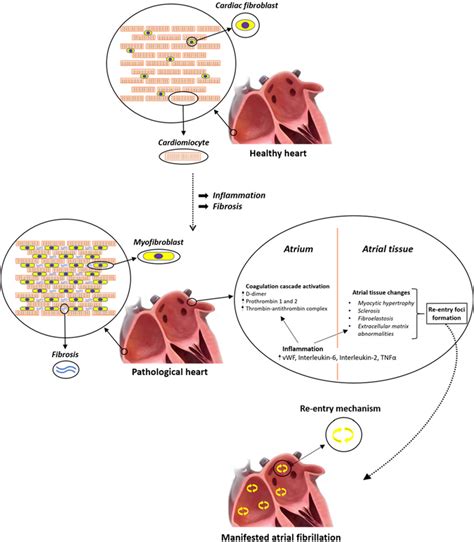 | Serine proteases mechanisms of action. Serine proteases are a... | Download Scientific Diagram