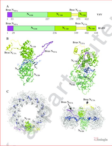 Structure de la nucléoprotéine de Rhabdoviridae. A) Schéma de... | Download Scientific Diagram