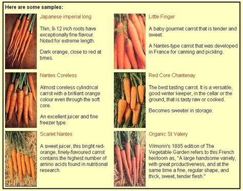 Different kinds of carrots | Carrots, Carrot varieties, Food facts