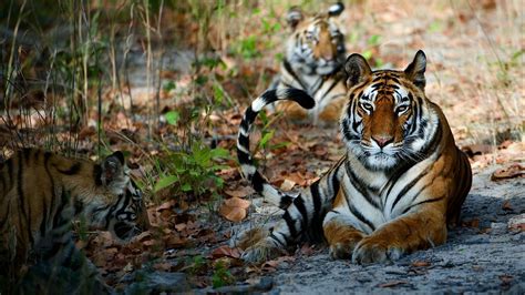 Tadoba Jungle Safari — Best Resort | National parks, Jungle safari ...