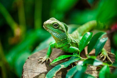 Heat and UVB Lighting for Pet Water Dragons