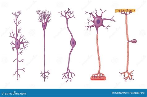 Basic Neuron cell Types stock illustration. Illustration of micro - 238253942