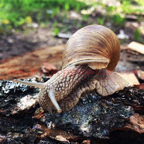 Awesome land snail Helix Pomatia. Great as pet snail :) | Pet snails, Snail, Pets