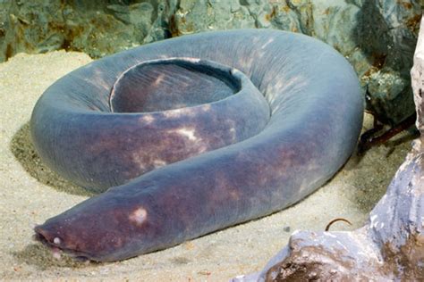 Hagfish - AMAZING ADAPTATIONS