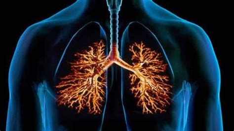 Respiratory disease is a type of disease that affects the organs and ...