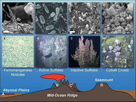 Impacts of deep‐sea mining on microbial ecosystem services - Orcutt - 2020 - Limnology and ...