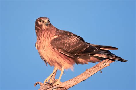 Juvenile Northern Harrier | Oklahoma | Steve Creek Wildlife Photography