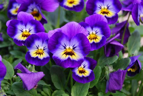 Beautiful Viola Tricolor whole Flower - Beautiful Insanity