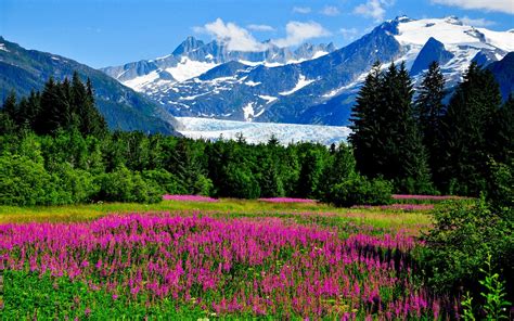 USA, Alaska, Berge, Schnee, Blumen, Gras, Wald Hintergrundbilder | 1680x1050 Hintergrundbilder ...