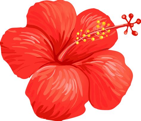 Red Hibiscus Transparent Png