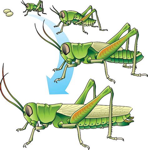 Grasshopper Clip Art, Vector Images & Illustrations - iStock