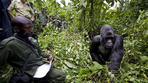 Virunga National Park, six rangers killed while protecting gorillas - LifeGate