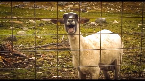 The Screaming Sheep (Original Upload) - YouTube