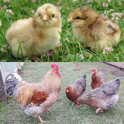 Bielefelder. Chicken Breeds, Chicken Coop, Laying Chickens Breeds, Brown Eggs, Farms Living ...