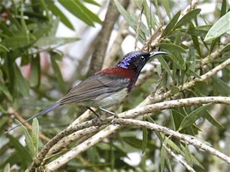 Sunbirds of SE Asia