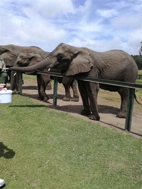 Knysna Elephant Park | Knysna elephant park, Elephant park, Elephant