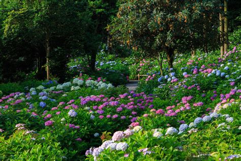 35 Hydrangea Garden Ideas (PICTURES) - Home Stratosphere