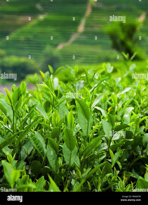 Green Tea Longjing tea leaves in Meijiawu village, the best quality Longjing green tea in ...