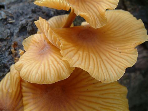 Fungi Free Photo Download | FreeImages