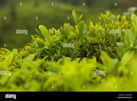 Ilam tea garden farm in Kanyam Illam Stock Photo - Alamy